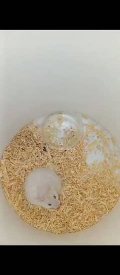 All hamster Available 0