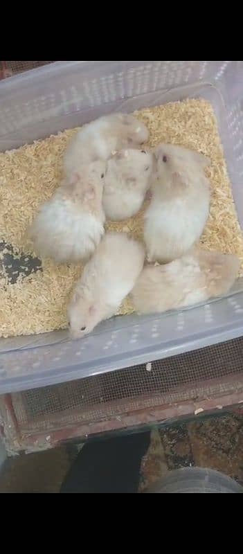 All hamster Available 2