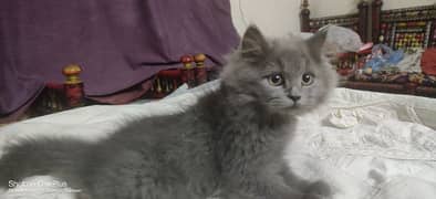 1 month old Persian Kitten For sale tripple coated grey (Playfull)