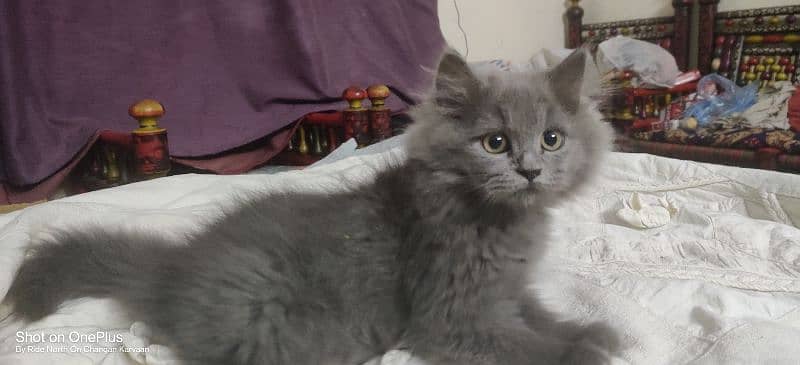 1 month old Persian Kitten For sale tripple coated grey (Playfull) 1