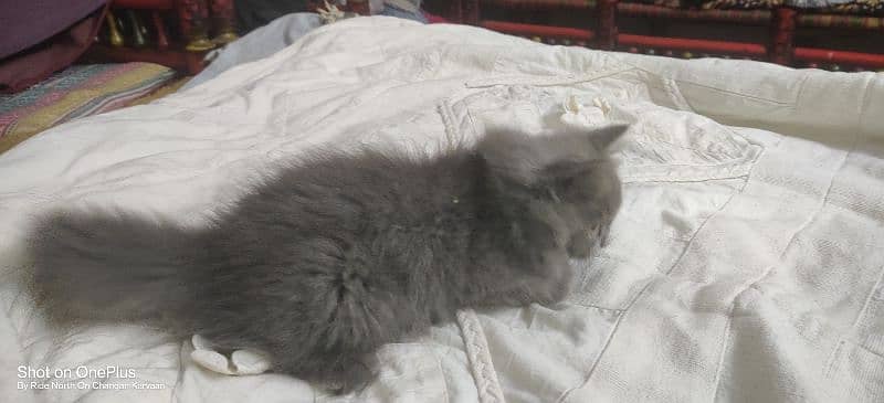 1 month old Persian Kitten For sale tripple coated grey (Playfull) 2