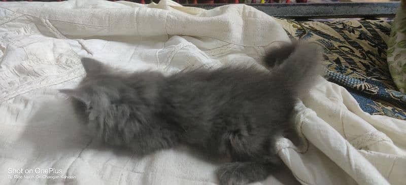 1 month old Persian Kitten For sale tripple coated grey (Playfull) 3