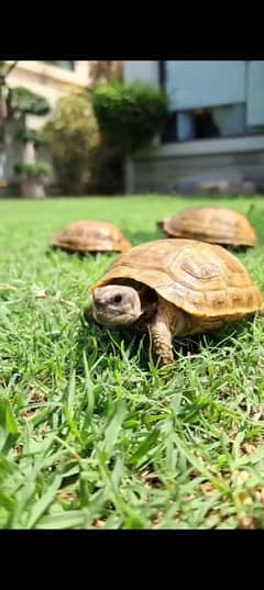 Russian tortoise/ Turtle/ Baby tortoise