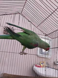 Beautiful Healthy Female parrot for sale