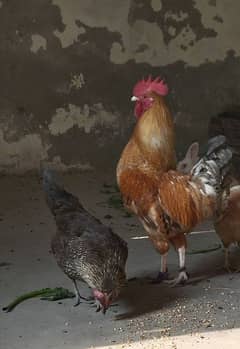 3 hen for sale 2 murgia andy dati hain or 1 murga hai ghar K pala huva