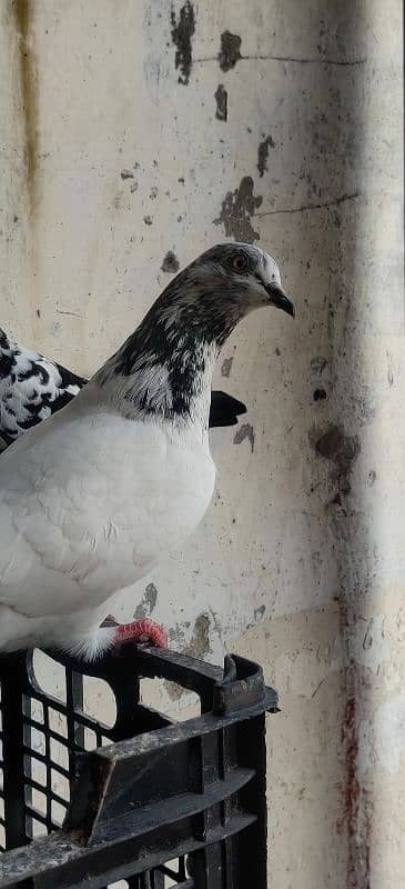 Teddy pigeon kalsira pigeon dobaz pigeon 2baz rampuri pige gulab sira 5