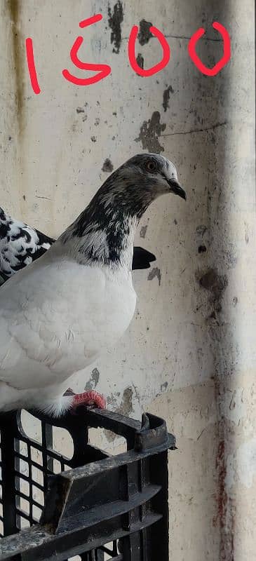 Teddy pigeon kalsira pigeon dobaz pigeon 2baz rampuri pige gulab sira 6