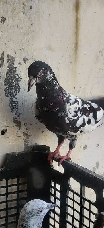 Teddy pigeon kalsira pigeon dobaz pigeon 2baz rampuri pige gulab sira 7