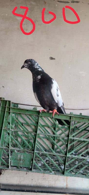 Teddy pigeon kalsira pigeon dobaz pigeon 2baz rampuri pige gulab sira 8