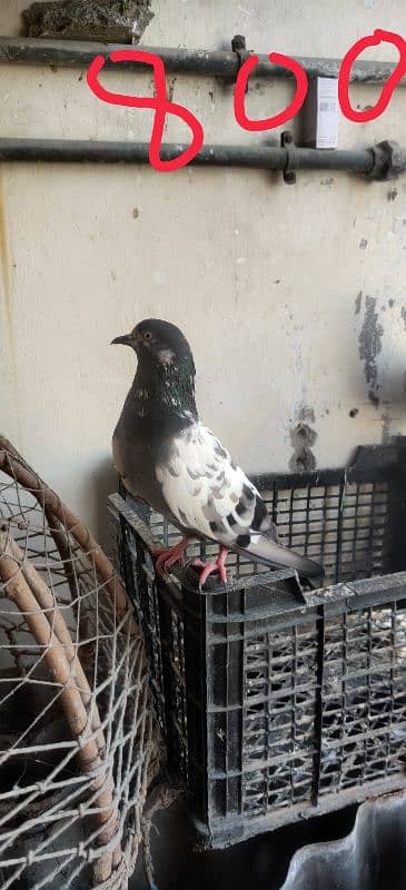 Teddy pigeon kalsira pigeon dobaz pigeon 2baz rampuri pige gulab sira 9