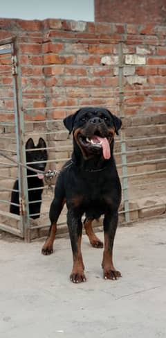 Rottweiler