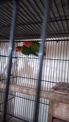 Lovebird breeder pair for sale.