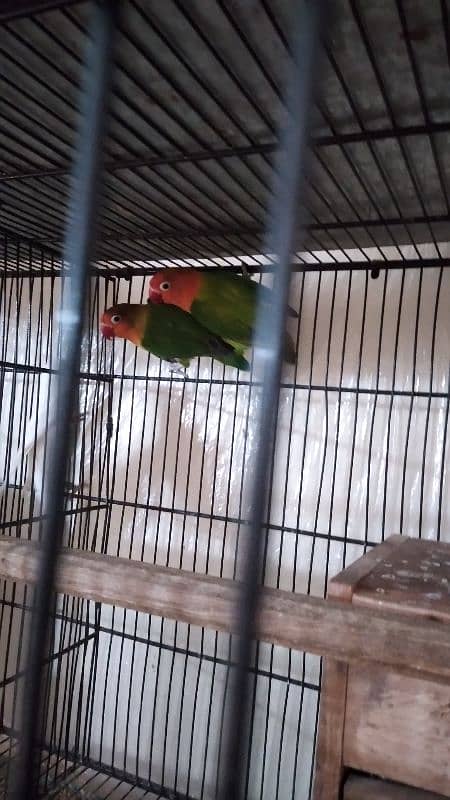 Lovebird breeder pair for sale. 0