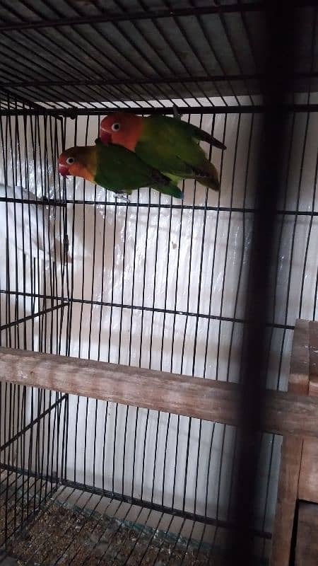 Lovebird breeder pair for sale. 1