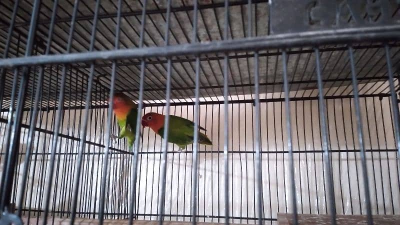 Lovebird breeder pair for sale. 2