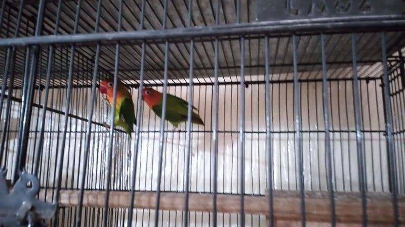 Lovebird breeder pair for sale. 3