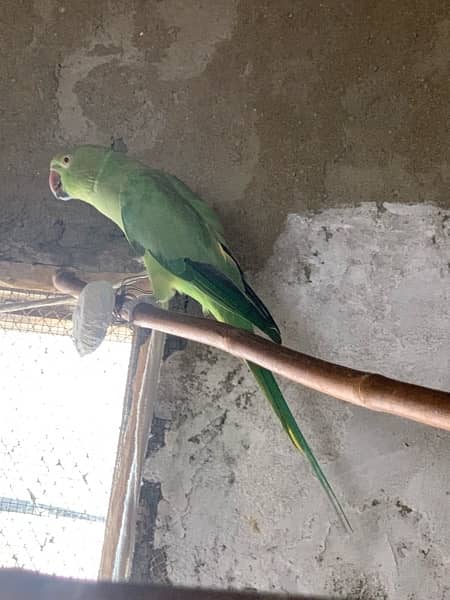 Ringneck / Austrailian / Bajri / Lovebird / Cage 0