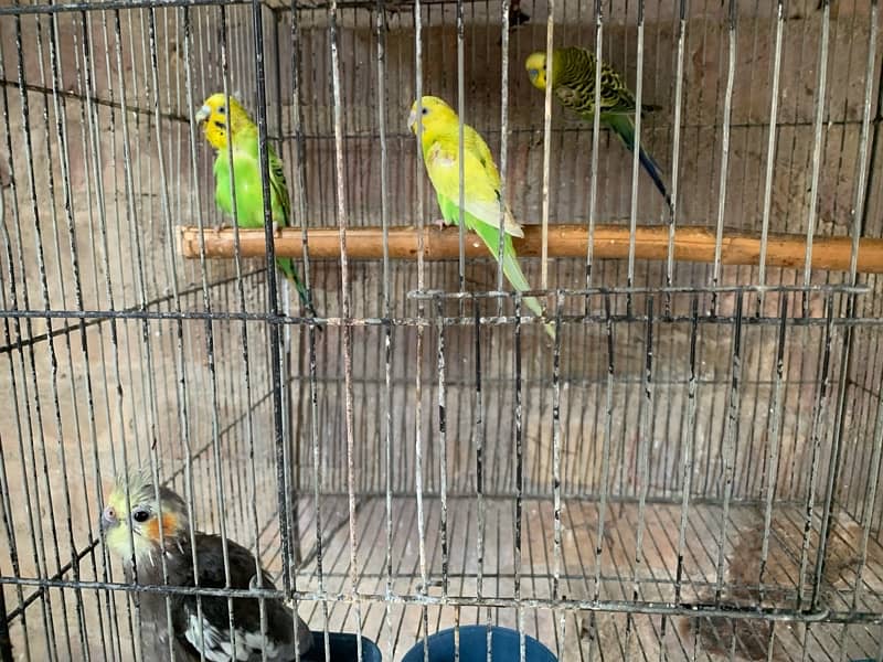 Ringneck / Austrailian / Bajri / Lovebird / Cage 1