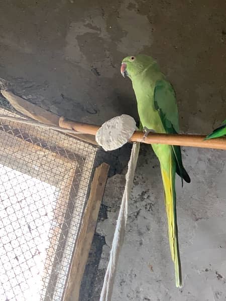 Ringneck / Austrailian / Bajri / Lovebird / Cage 2