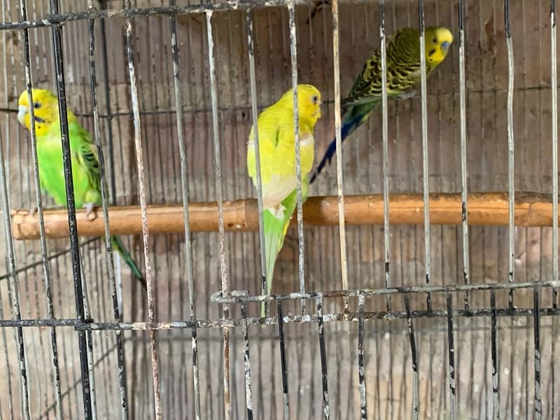 Ringneck / Austrailian / Bajri / Lovebird / Cage 5