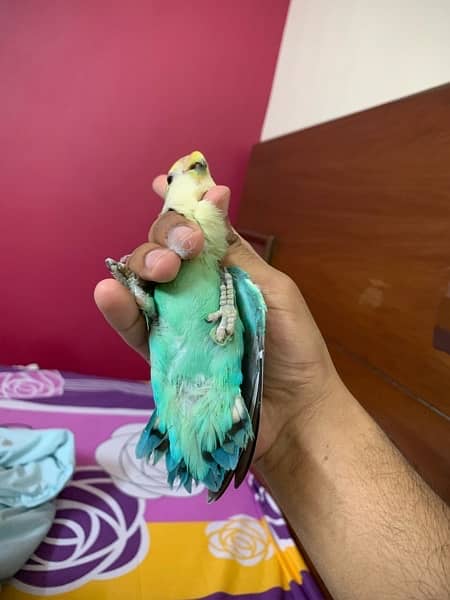 Ringneck / Austrailian / Bajri / Lovebird / Cage 7