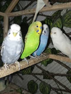 5 breeder pair budgie parrots