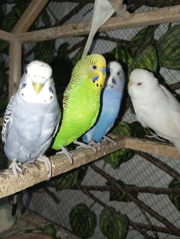 5 breeder pair budgie parrots 0