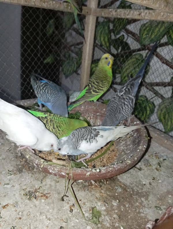 5 breeder pair budgie parrots 1