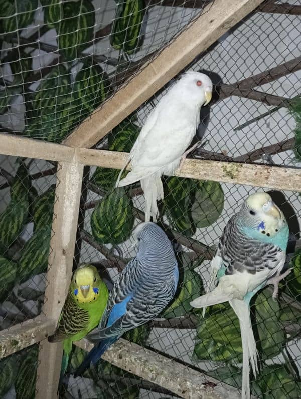 5 breeder pair budgie parrots 2