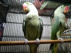 Raw parrots available