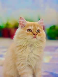 Original persian female kitten