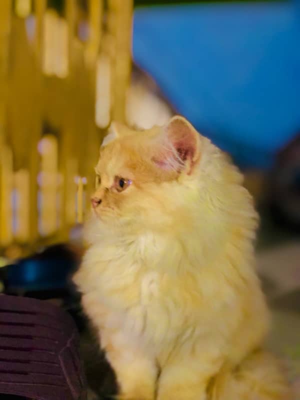 Original persian female kitten 1