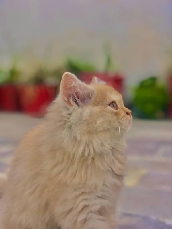 Original persian female kitten 2