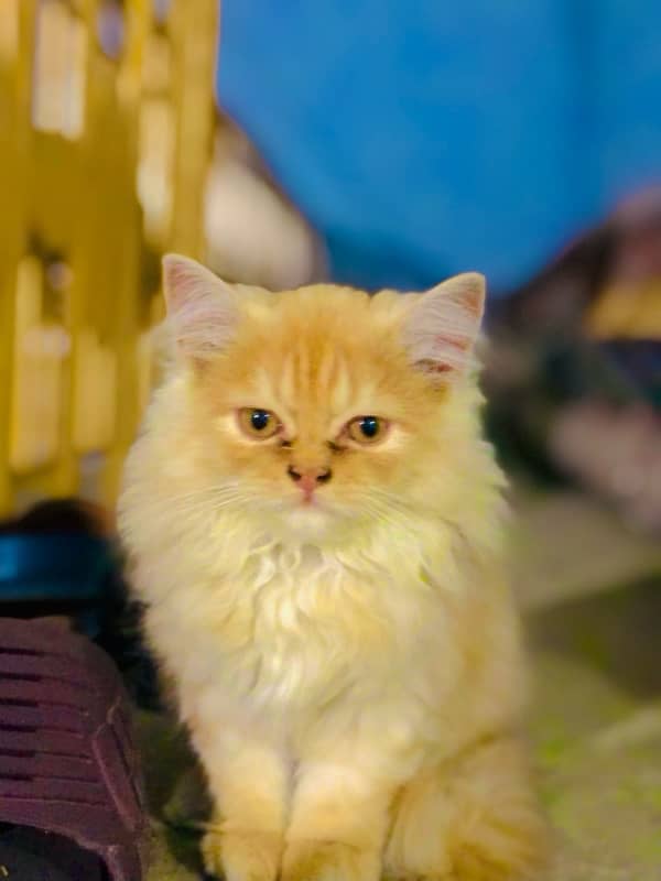 Original persian female kitten 3