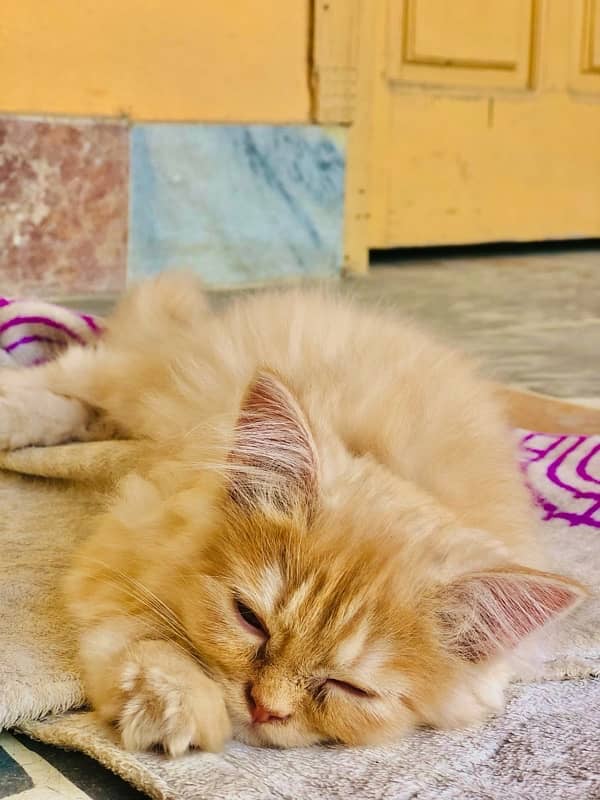 Original persian female kitten 5