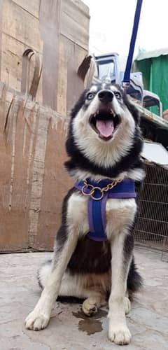 Siberian Husky Female