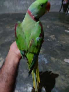 Kashmiri raa Umar 1.5 Saal talking parrot