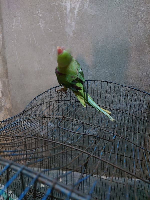 Kashmiri raa Umar 1.5 Saal talking parrot 2