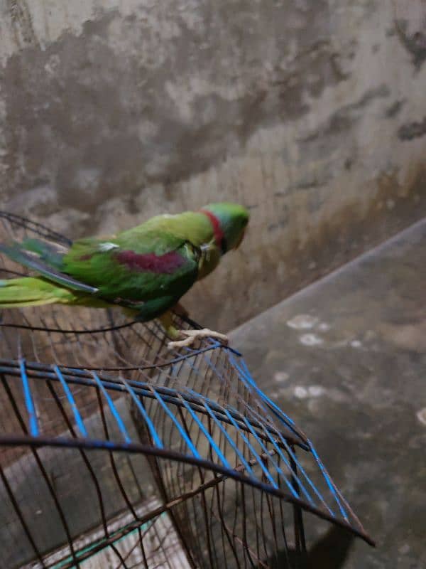 Kashmiri raa Umar 1.5 Saal talking parrot 3