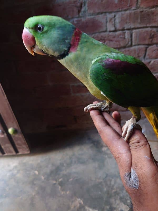 Kashmiri raa Umar 1.5 Saal talking parrot 6