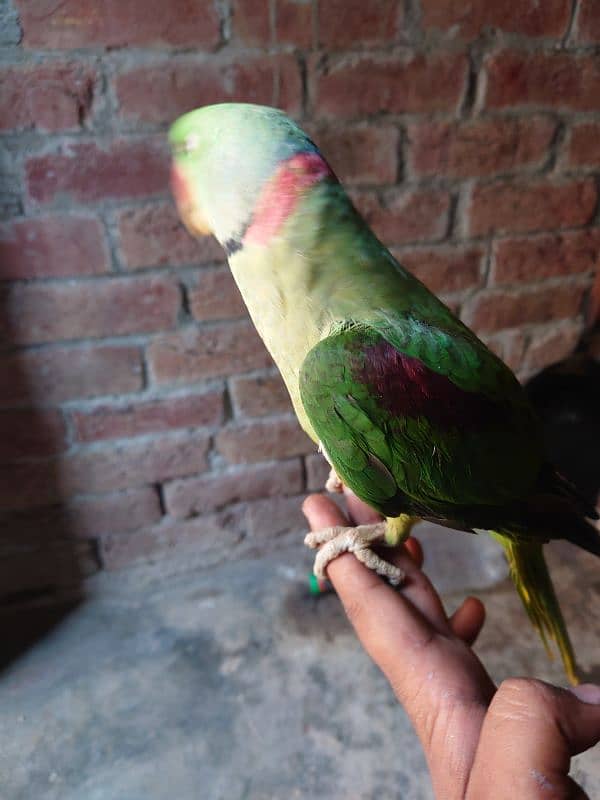 Kashmiri raa Umar 1.5 Saal talking parrot 7