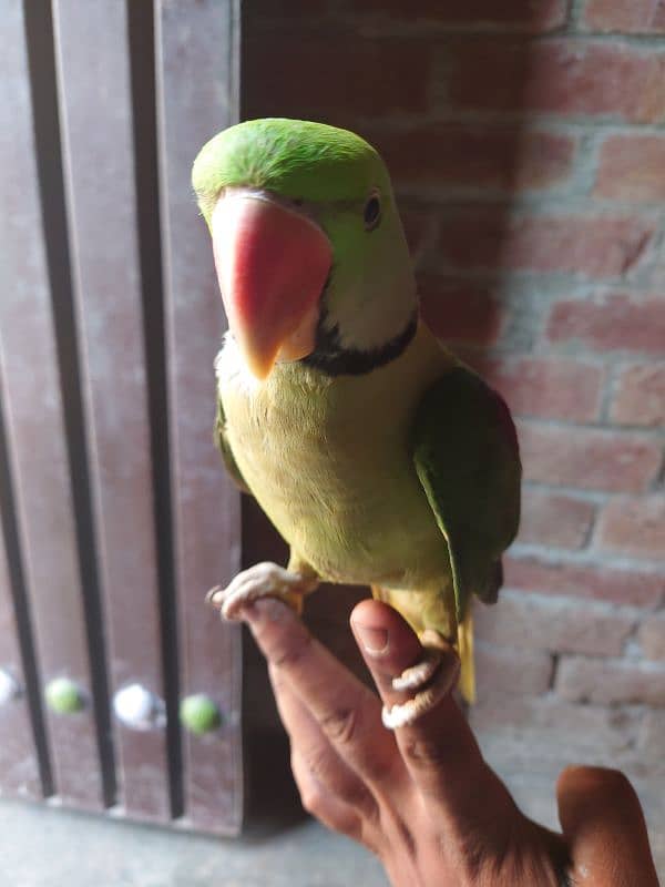 Kashmiri raa Umar 1.5 Saal talking parrot 9