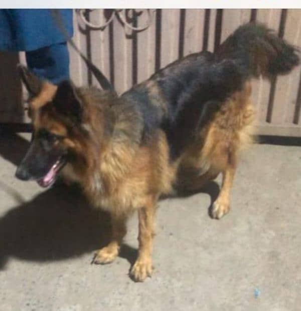 0 3 0 2 7 4 9 7 4 2 6 German shepherd female long coat breeder female 0