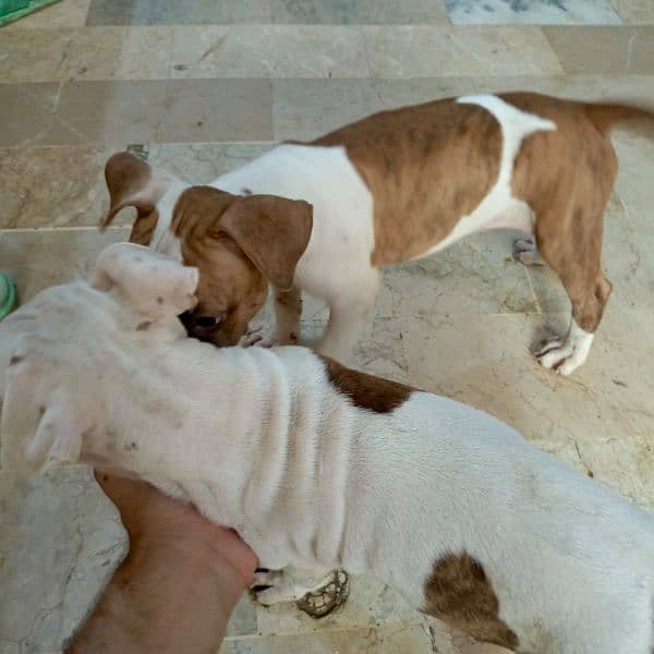 Pitbull puppies pair for sale 0