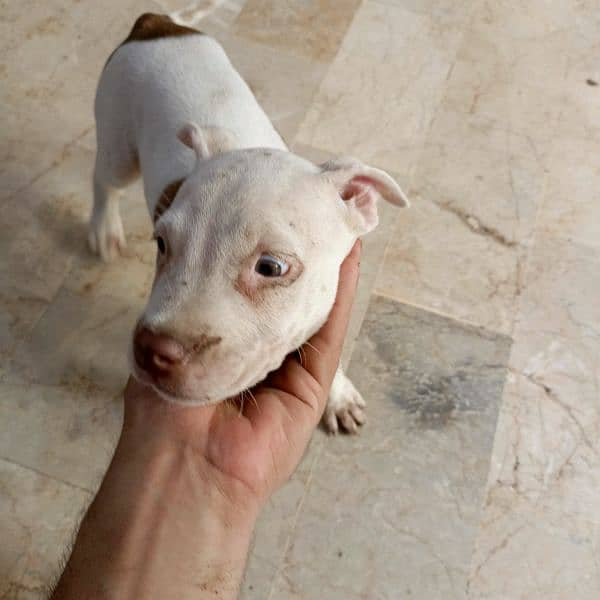 Pitbull puppies pair for sale 1