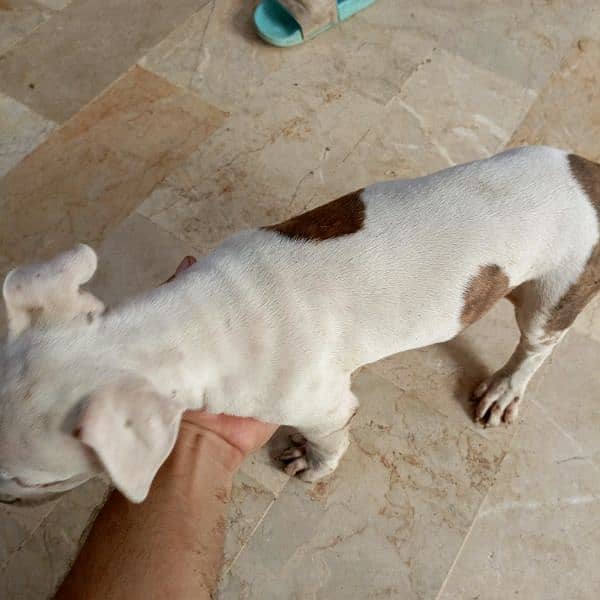 Pitbull puppies pair for sale 2