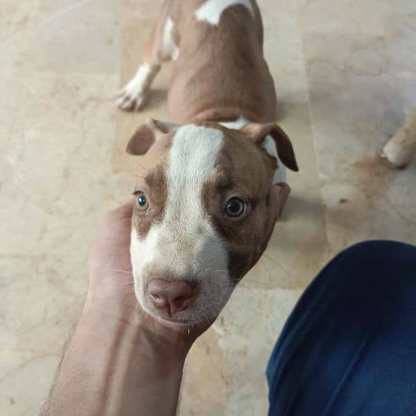 Pitbull puppies pair for sale 4