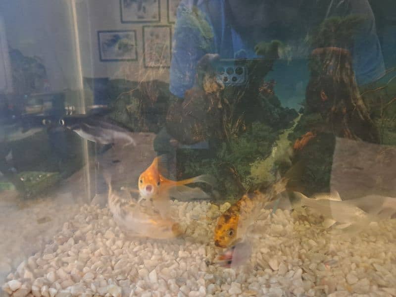 Aquarium for sale 1