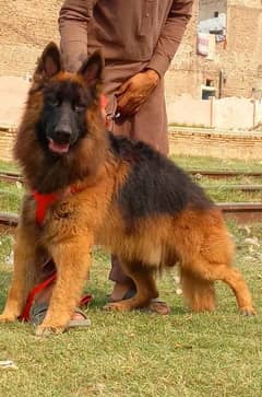 German shepherd long coat male 24 month for sale