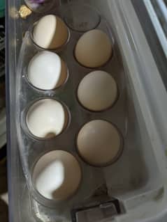 Desi Eggs